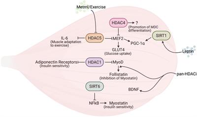 Histone Deacetylases as Modulators of the Crosstalk Between Skeletal Muscle and Other Organs